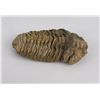 Image 3 : Moroccan Fossil Trilobite
