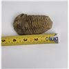 Image 5 : Moroccan Fossil Trilobite