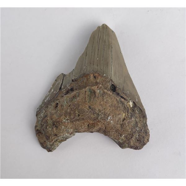 South Carolina Megalodon Shark Tooth Fossil