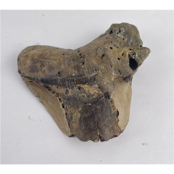 South Carolina Megalodon Shark Tooth Fossil