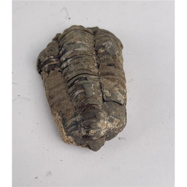 Moroccan Fossil Trilobite
