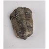 Image 1 : Moroccan Fossil Trilobite