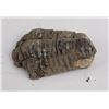 Image 3 : Moroccan Fossil Trilobite