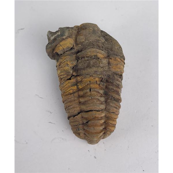 Moroccan Fossil Trilobite