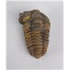 Image 1 : Moroccan Fossil Trilobite