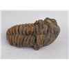 Image 2 : Moroccan Fossil Trilobite