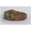 Image 3 : Moroccan Fossil Trilobite