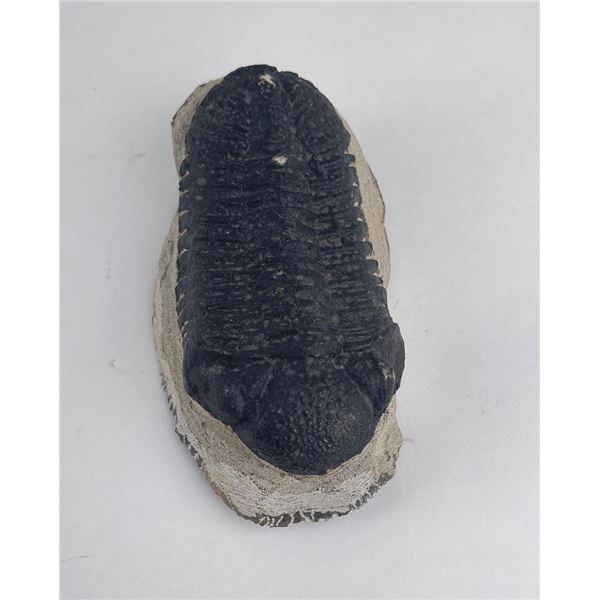 Moroccan Fossil Trilobite