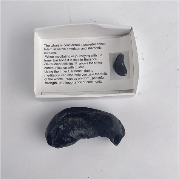 South Carolina Whale Ear Bone Fossil