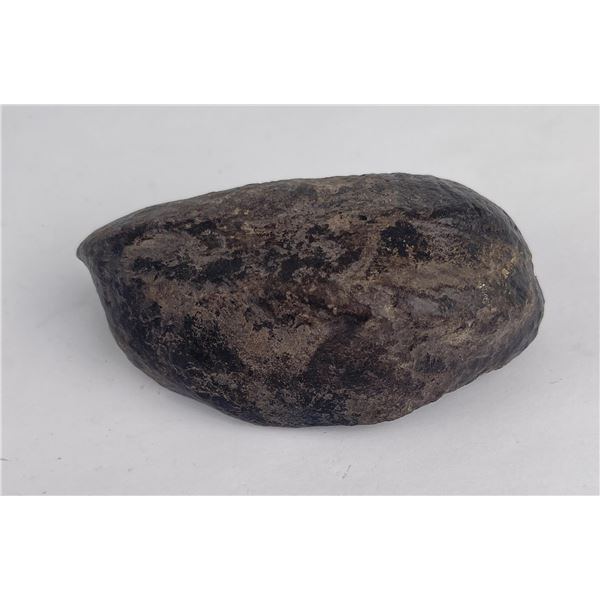 South Carolina Whale Ear Bone Fossil