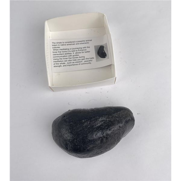 South Carolina Whale Ear Bone Fossil