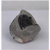 Image 8 : Moroccan Fossil Trilobite