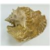 Image 1 : Queen Helmet Conch Shell