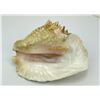 Image 3 : Queen Helmet Conch Shell