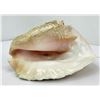 Image 4 : Queen Helmet Conch Shell
