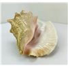 Image 5 : Queen Helmet Conch Shell