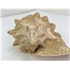 Image 6 : Queen Helmet Conch Shell