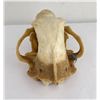 Image 8 : Large Kodiak Brown Grizzly Bear Skull w/ Tag