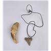 Image 2 : Ancient Cave Bear Tooth and Shark Tooth Necklace