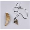 Image 3 : Ancient Cave Bear Tooth and Shark Tooth Necklace
