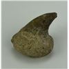 Image 1 : Ancient Fossil Cave Bear Claw