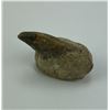 Image 3 : Ancient Fossil Cave Bear Claw