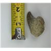 Image 8 : Ancient Fossil Cave Bear Claw