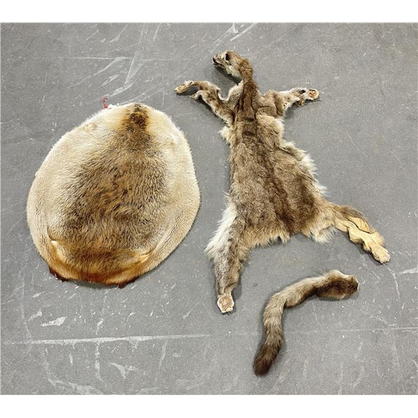 Montana Taxidermy Pelts Mountain Lion Beaver
