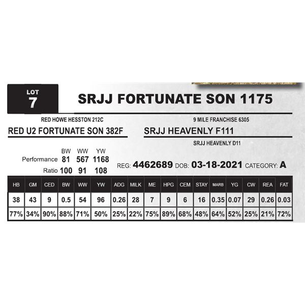 SRJJ FORTUNATE SON 1175