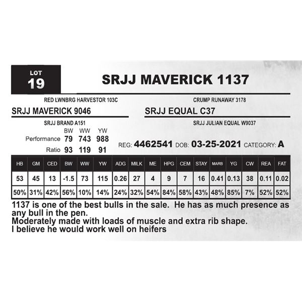 SRJJ MAVERICK 1137