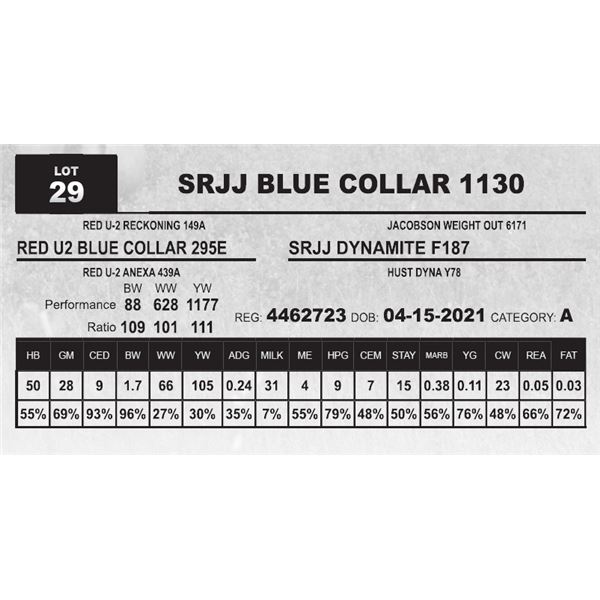 SRJJ BLUE COLLAR 1130