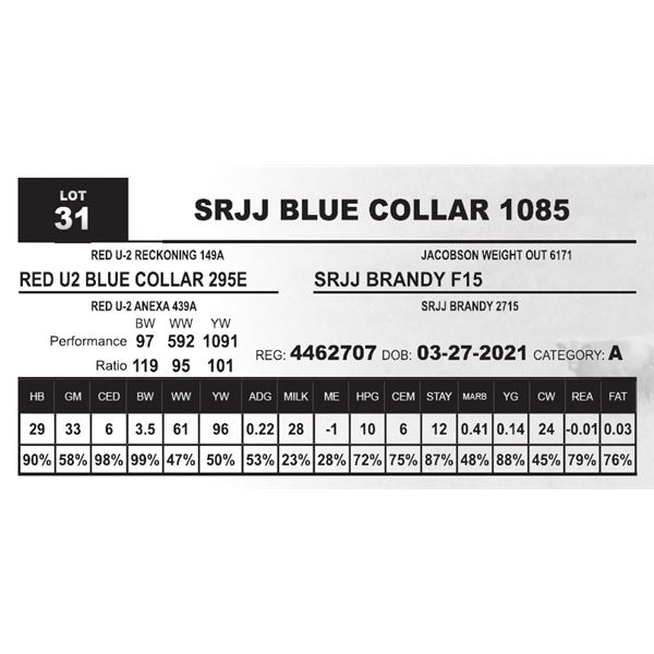 SRJJ BLUE COLLAR 1085