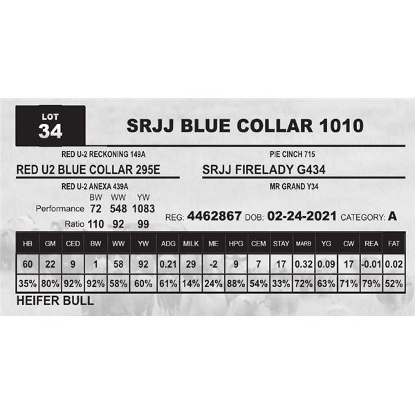 SRJJ BLUE COLLAR 1010