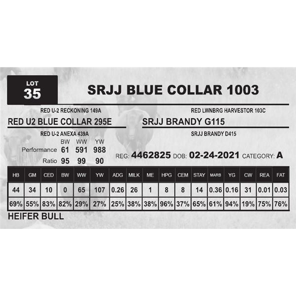 SRJJ BLUE COLLAR 1003