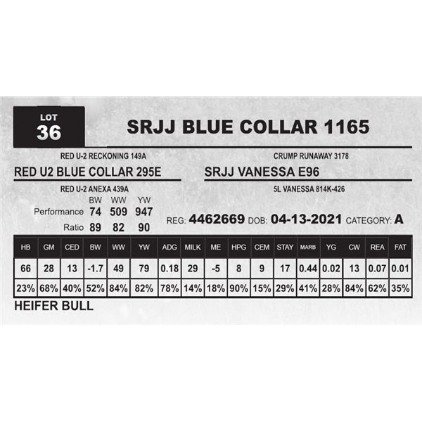 SRJJ BLUE COLLAR 1165