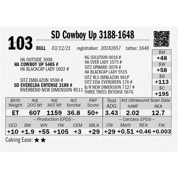 SD Cowboy Up 3188-1648