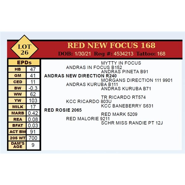 RED NEW FOCUS 168