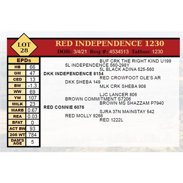 RED INDEPENDENCE 1230