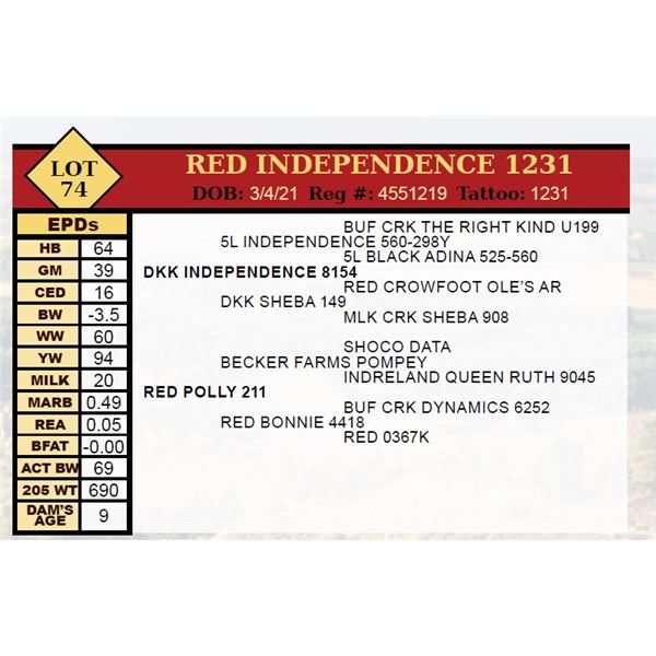 RED INDEPENDENCE 1231