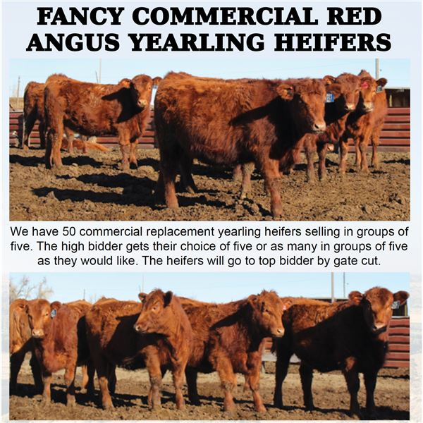 50 HD COMMERICAL RED ANGUS YEARLING HEIFERS