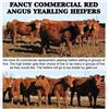 Image 1 : 50 HD COMMERICAL RED ANGUS YEARLING HEIFERS