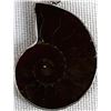 Image 2 : Sterling Silver Ammonite Fossil Pendant