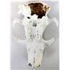 Image 8 : Native American Hand Painted Coyote Skull