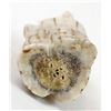 Image 9 : Zuni Antler Owl Fetish by Marvelita Phillips
