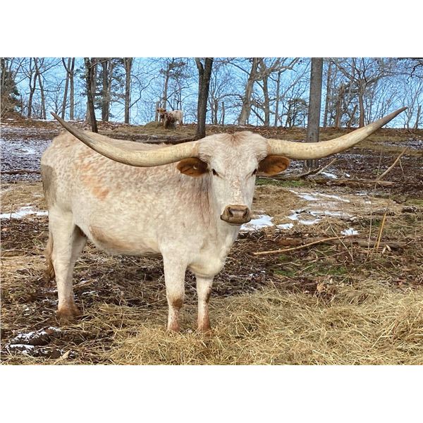 WPR Southern Charm