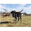 Image 1 : SCRATCH - KCCI CATCH ME IF U CAN