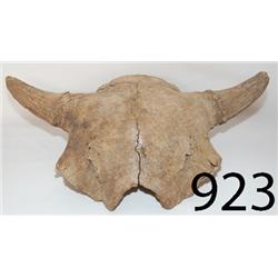 BUFFALO SKULL
