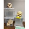 Image 1 : Group of three Skulls from the Hockey Show - Science Lab