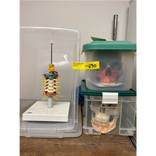 Group of two Skulls and Vertebra from the Hockey Show - Science Lab