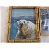 Image 2 : Polar bear + car pictures